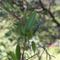 Dodonaea viscosa Jacq.